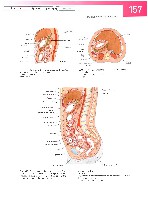 Sobotta  Atlas of Human Anatomy  Trunk, Viscera,Lower Limb Volume2 2006, page 164